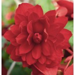 Begonia Tuberhybrida Illumination "Scarlet" - во саксија Ø13